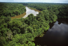 The Amazon