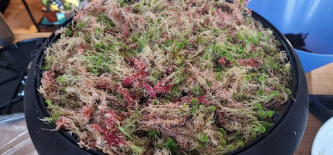 Sphagnum moss in the Koto