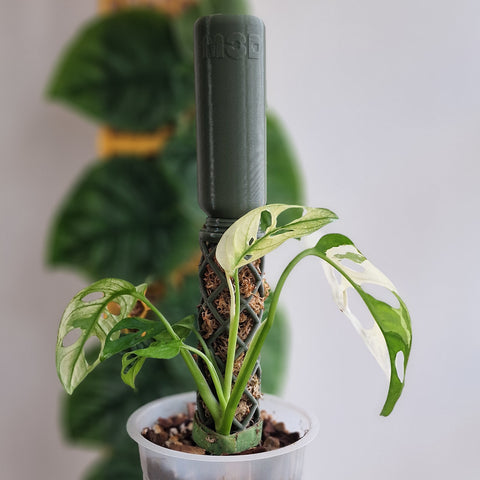 Adansonii variegata on a olive green moss pole