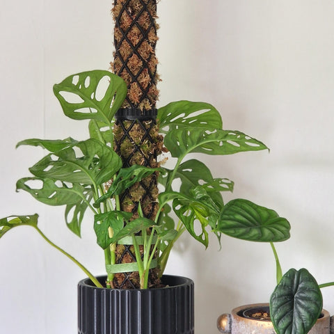 Black XL moss pole with Planter