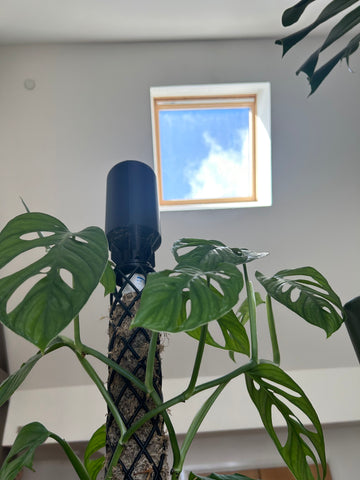 Monstera Adansonii and black moss pole from M3D