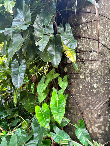 Tropical plants growing on a tree