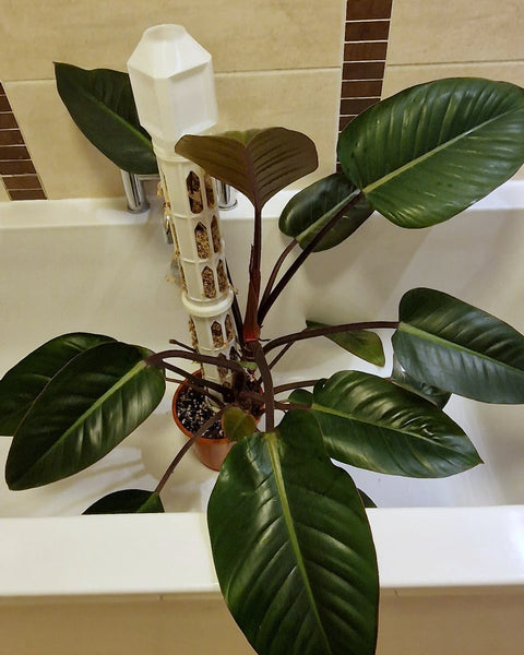 Large houseplant in the bath