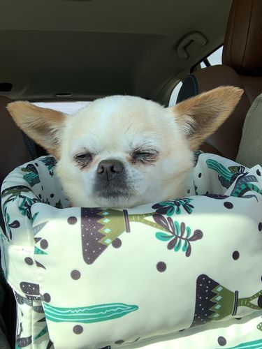 LV Luxury Pomeranian Dog Car Seat – PomPlanet