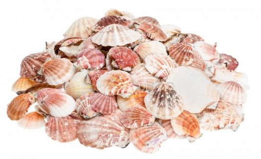 Purple Pecten Scallop Shell Halves (2-2.5) | 5 Pieces