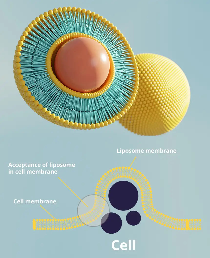 liposomal-technical-explenation-new-mobile.webp__PID:45f4a751-64d4-44c6-af58-dbd22127f5a0