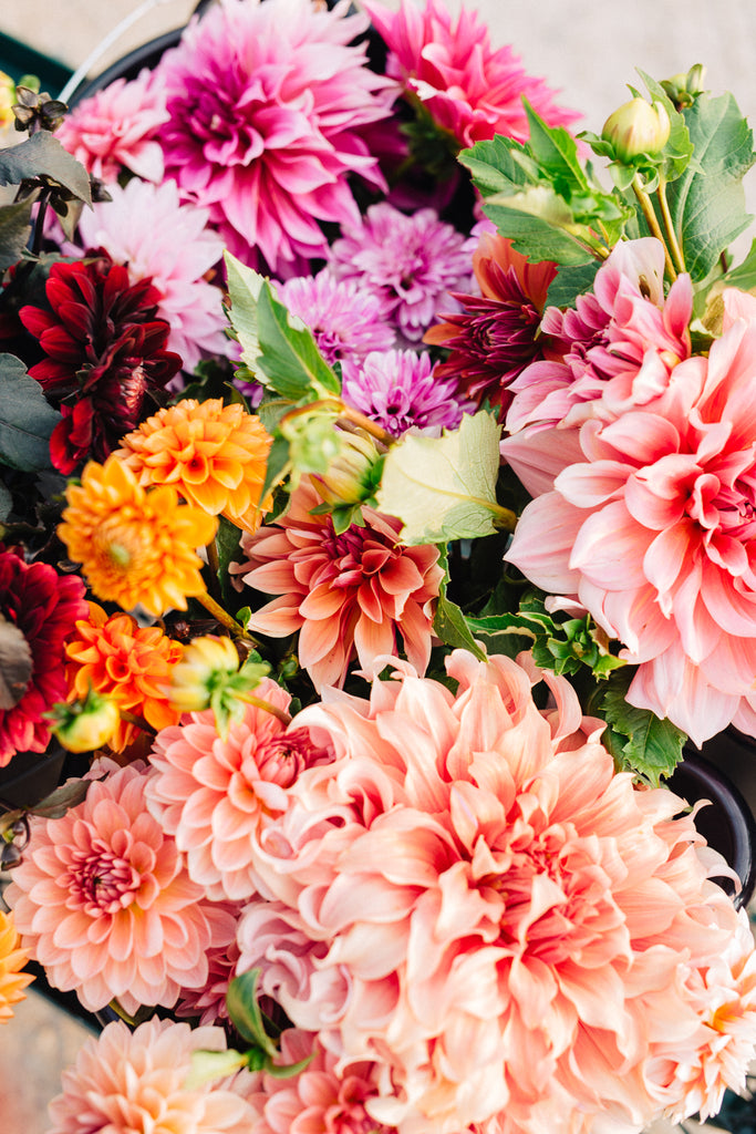 Field of Dahlias: Inspiration Behind Our Fall 2018 Collection