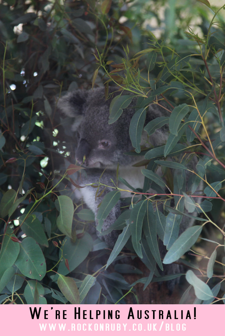 Australia, Fire, Australia on fire, New South Wales, Koala Bear, Australia Wildlife