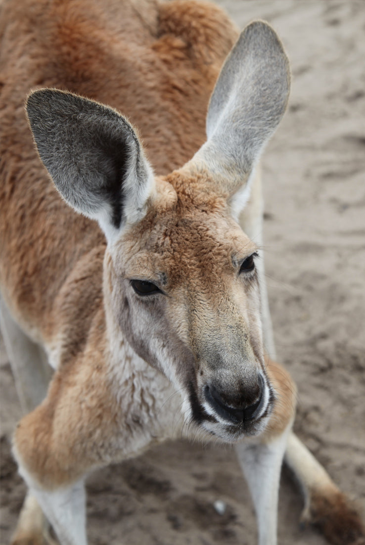 Animal, Kangaroo, Bushfire, Wildlife in Australia, Australia Fires, What You Can Do to Help