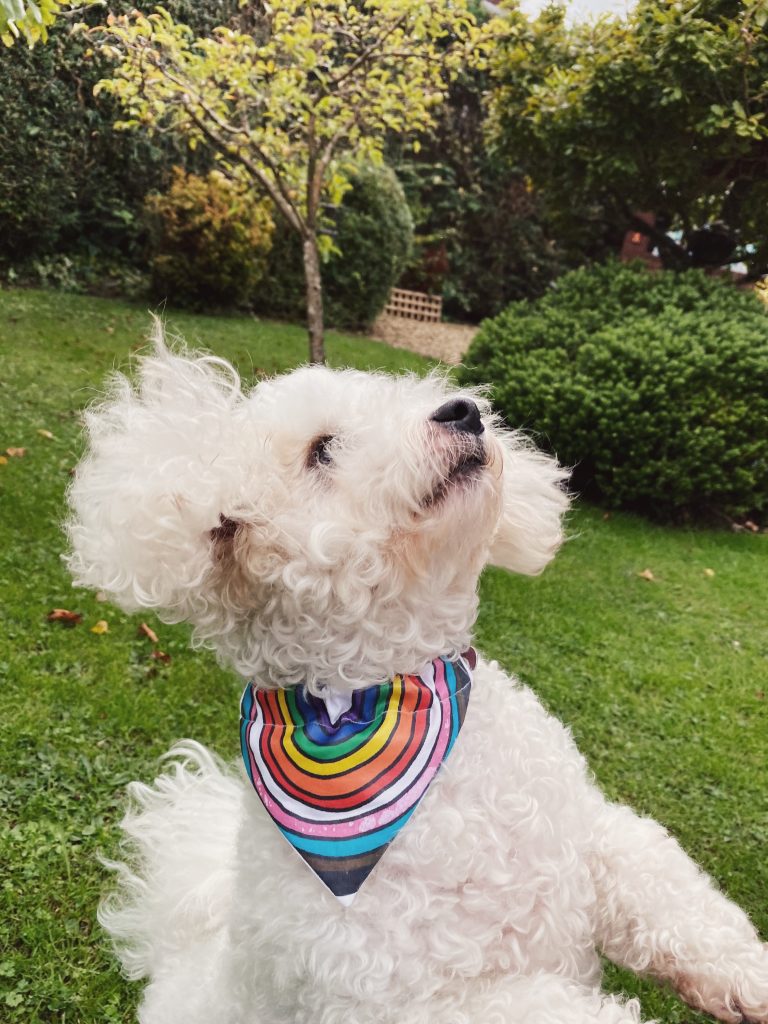 t-shirt upcycle into a dog bandana