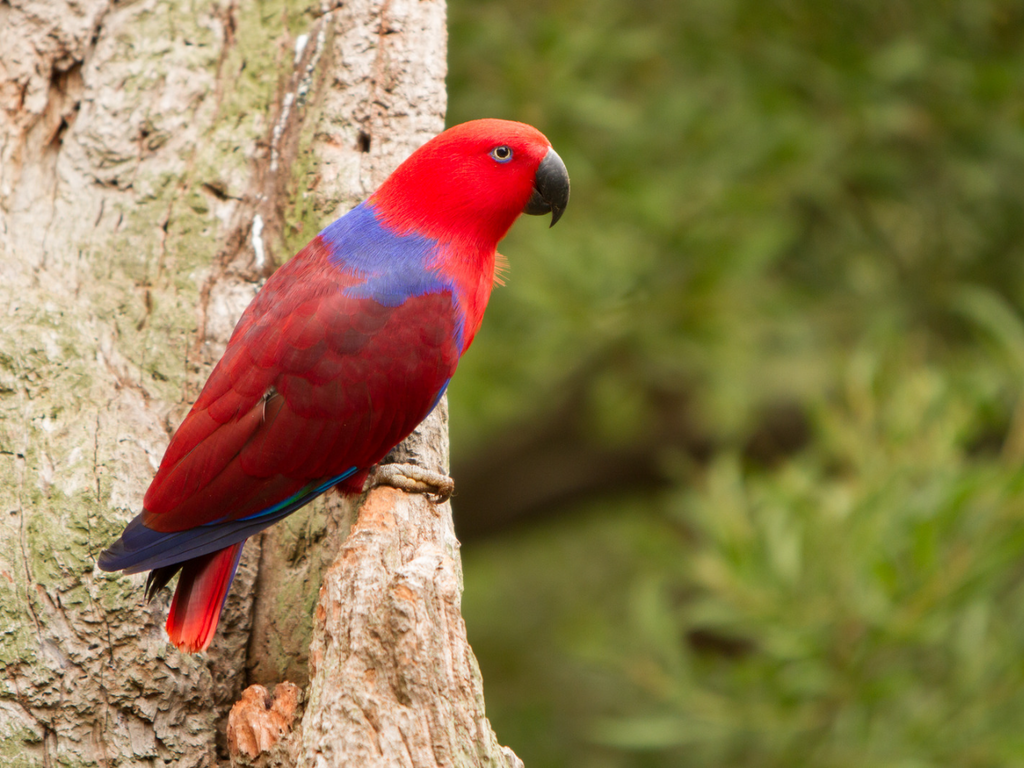 eclectus parrot with purple feathers