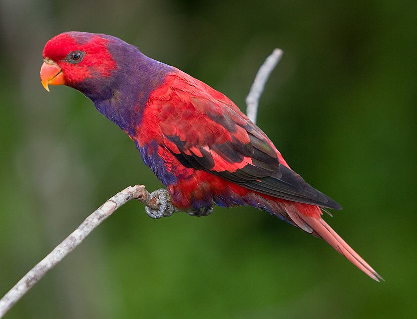 violet-necked lory with purple feathers