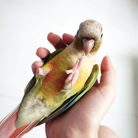 Bibi the conure lying on his back on my palm