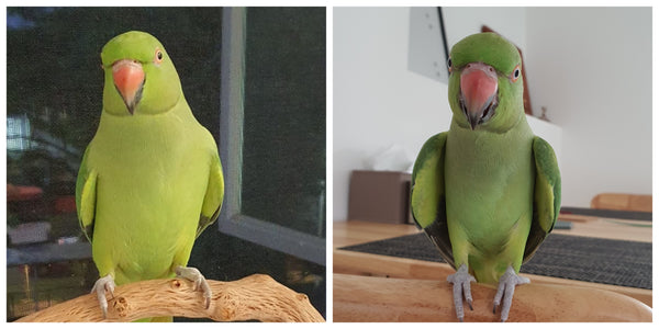 How Much Should My Birds Weigh? - Windy City Parrot