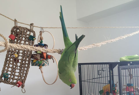 freya indian ringneck parakeet hanging upside-down on a rope perch