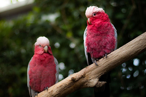Galah cockatoos resting on a tree branch looking fluffy