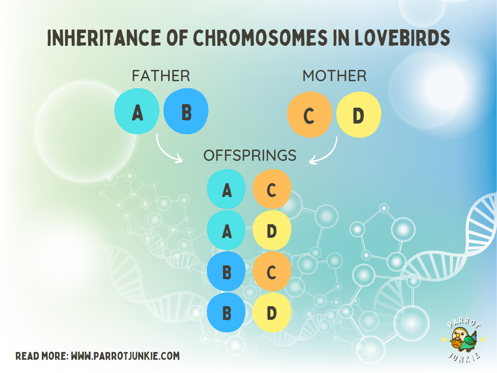 lovebird chromosome inheritance