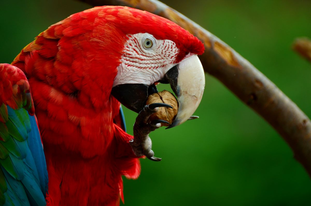 macaw-eating-nut