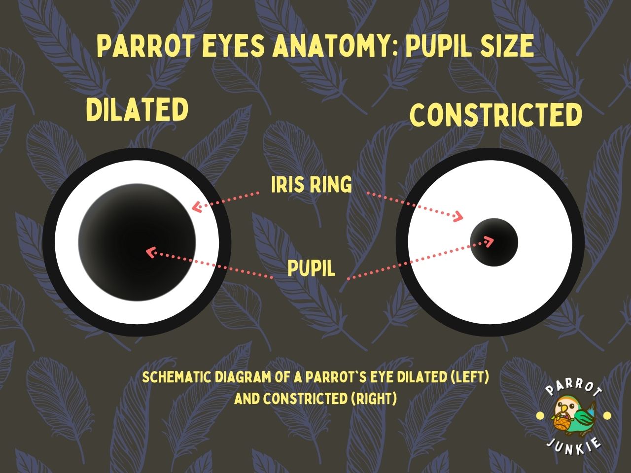 parrot eyes anatomy pupil size