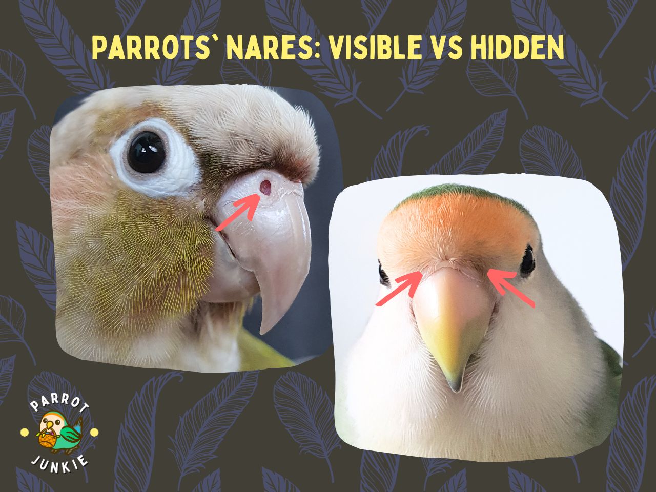 Parrot Beak Anatomy - All You Need To Know (With Pictures!) – Parrot Junkie