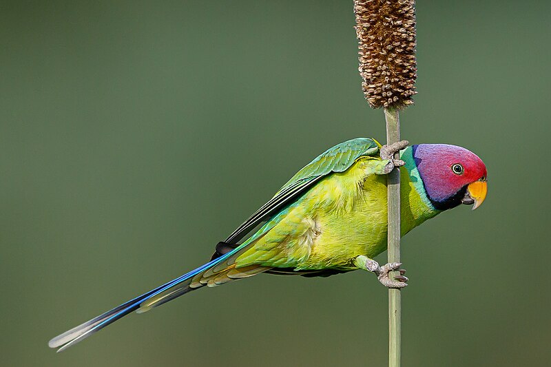 male plum headed parakeet