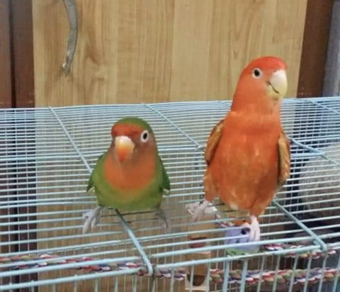 a normal-feathered hybrid lovebird vs one with red suffusion