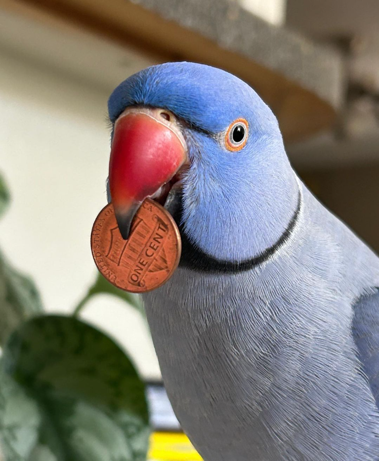 purple indian ringneck parakeet