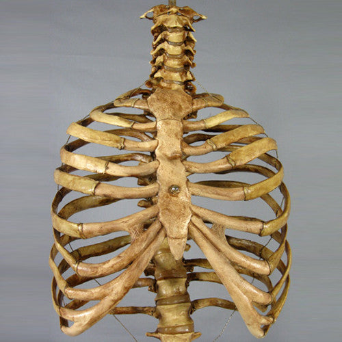 "Harvey" Skeleton Rib Cage & Spine, Life Size, 2nd Class, Aged Version - Engineered Fear