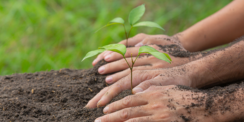 planting-trees