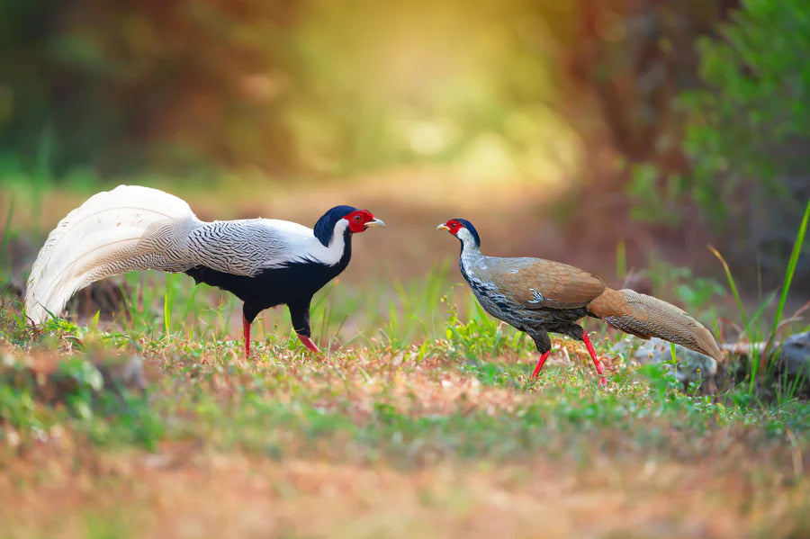 Silver Pheasants - Females
