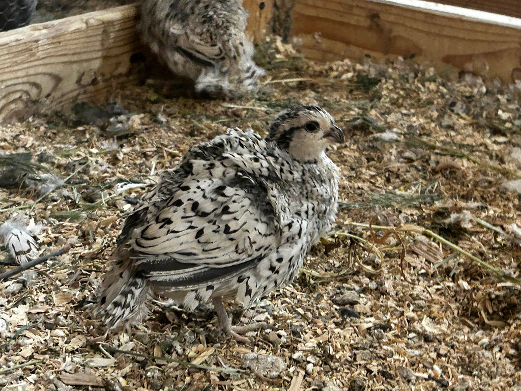 Murray McMurray Hatchery - Vulturine Guinea Fowl