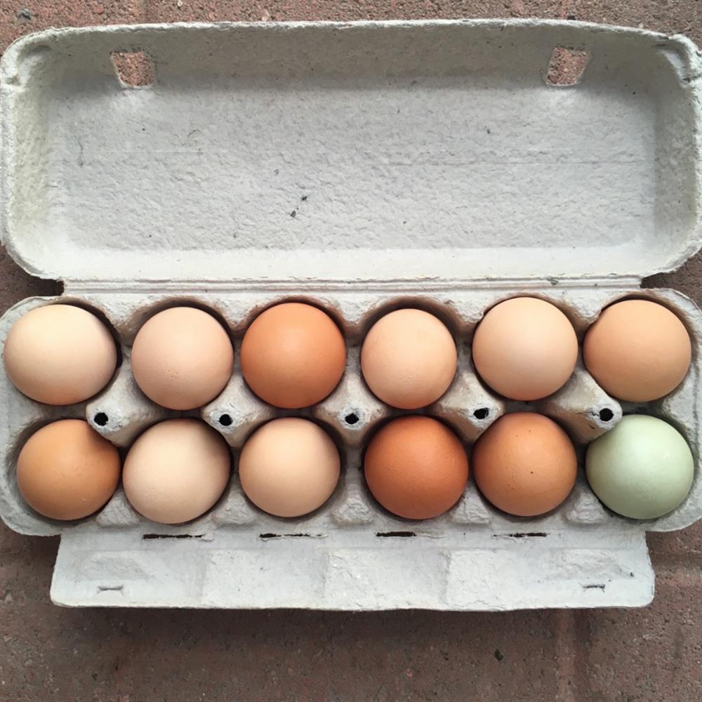 Farm Fresh Eggs, Dozen - Hilltown Mobile Market product image