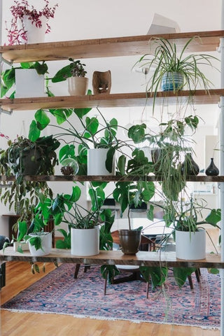 Home Living Plants 1