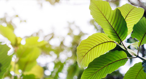 All about kratom to buy online