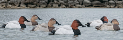 Avian-X Topflight Canvasbacks