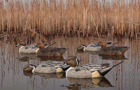 Avian-X Topflight Pintails