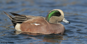 American Wigeon