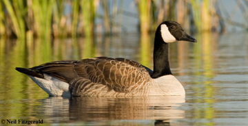 Canada Goose