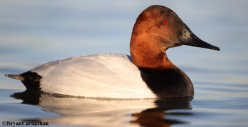 Canvasback