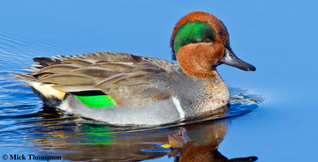 Green-Winged Teal