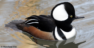 Hooded Merganser