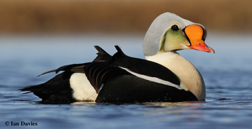 King Eider