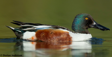 Northern Shoveler