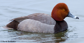 Redhead Duck