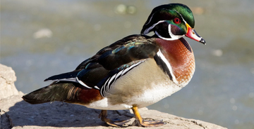 Wood Duck