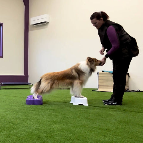 Instruktør Inger Marie Meen med hund og fitnessutstyr hos Dogtivity AS