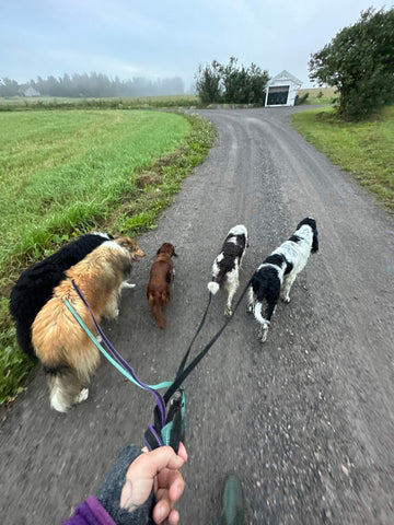 Hunden kan gå med slakt bånd på tur når den har lært at det er det mest lønnsomme