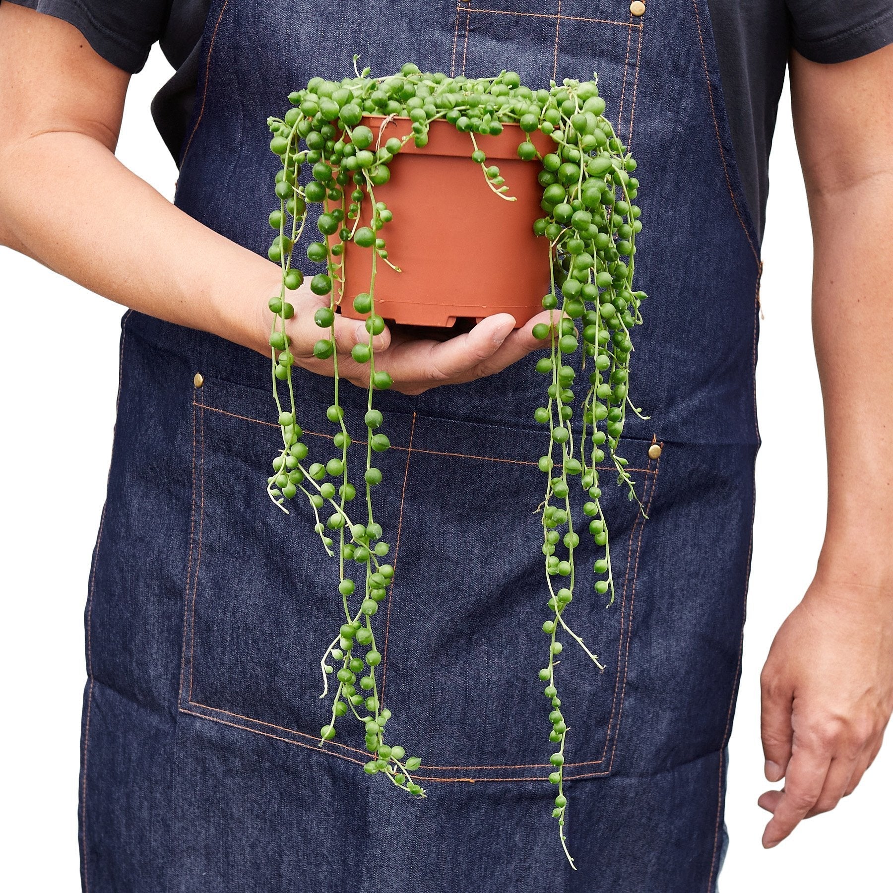 String of Pearls