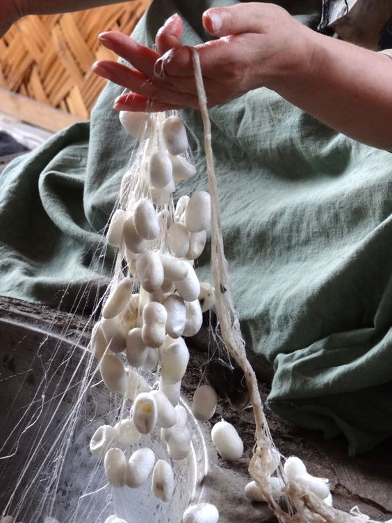 shethar Lovely Silkworm Cocoons
