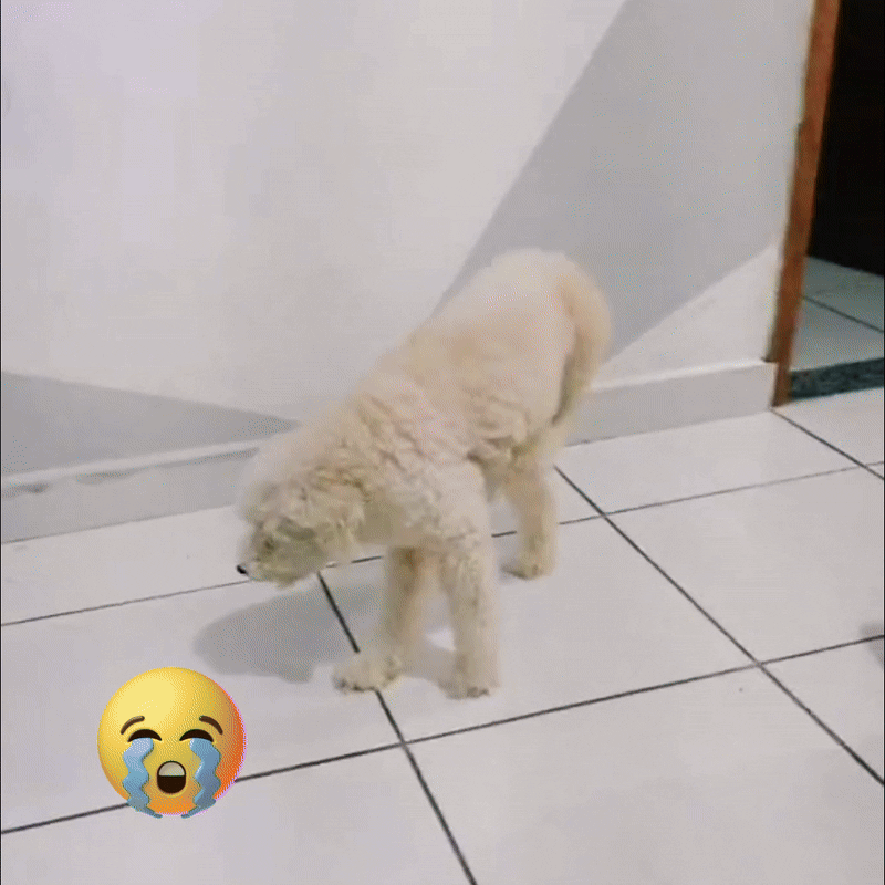 GIFF2-ezgif.com-optimize.gif?v=1737327491